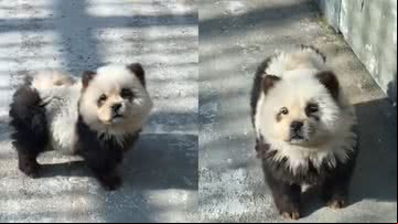 Imagens dos cachorros tingidos de pandas - Reprodução/Vídeo/Daily Mail