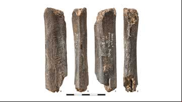 Osso de urso esculpido por neandertais - Divulgação/Płonka et al/T. Gąsior