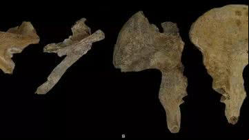 Ossadas descobertas no túmulo - Antiquity