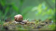 Imagem ilustrativa de um caracol - Getty Images