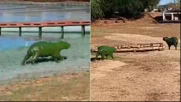 Capivaras verdes ligam alerta na Argentina - Reprodução/X