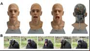 Expressões faciais do robô e exemplos de bocejo em chimpanzés - Divulgação/Scientific Reports