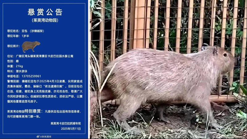 Anúncio sobre a capivara Doubao - Reprodução