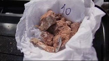 Novos fósseis de dinossauro descobertos em Mato Grosso - Divulgação/TVCA
