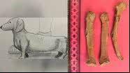 Imagem que retrata suposto porte da cadela e os ossos encontrados, respectivamente - Reprodução/Dig Ventures e Reprodução/Twitter/@Dr_Fishbones