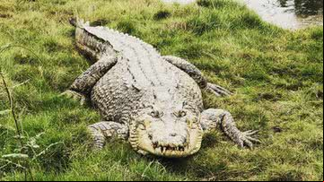 Crocodilo de fazenda australiana - Reprodução/Redes Sociais/kooranacrocodilefarm