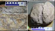 Ovos de dinossauros encontrados no estado de Madhya Pradesh, na Índia - Divulgação/Dhiman
